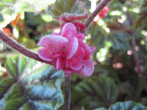 Begonia incarnata